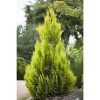 Thuja plicata '4ever Goldy'® - Goldener Lebensbaum 80-100 cm - Der Thuja plicata '4ever Goldy'® ist ein immergrüner Zierbaum mit strahlend goldgelbem Laub. Ideal für elegante Hecken oder als Solitär, bietet er das ganze Jahr über Struktur und Farbe in Ihrem Garten.