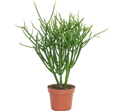Exotenherz Kaktus Euphorbia tirucalli - Bleistiftkaktus im 12cm Topf - Zimmerpflanze mit einzigartigen, bleistiftartigen Trieben. Ideal für helle Fensterplätze, pflegeleicht und ein echter Blickfang für Ihr Zuhause.
