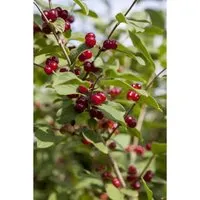 Lonicera xylosteum (Rote Heckenkirsche) 150-200 cm - Robuster Zierstrauch mit duftenden Blüten und dekorativen Beeren. Ideal für Hecken oder als Sichtschutz, pflegeleicht und anpassungsfähig für verschiedene Standorte.