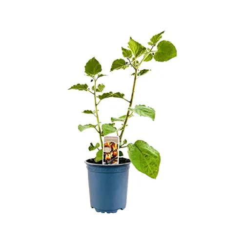 Produktbild Physalis peruviana – 11x11 cm Topf – Mehrjährig, Pflegeleicht – Andenbeere – Obstpflanze für Kübel & Balkon