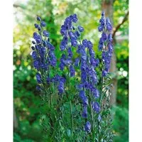 Aconitum Napellus Kleiner Ritter Eisenhut Ca. 11x11 cm Topf