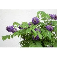 BALDUR Garten Blauregen auf Stamm - Wisteria sinensis Zierstmmchen -  Baumsamen & -pflanzen, bienenfreundlich und winterhart, mit langen blauen  Bltentrauben fr eine beeindruckende Optik im Garten. | Testberichte.de