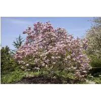 Magnolia Galaxy Magnolie Rosa Blüten 100–125 cm - Hausbaum mit großen, duftenden purpurroten Blüten, ideal für Gärten und Parks. Pflegeleicht, bevorzugt sonnige bis halbschattige Standorte und erreicht bis zu 600 cm Höhe.