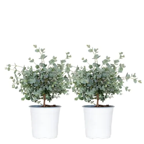 2x Eucalyptus gunnii - Eukalyptus Pflanze- Winterhart - Immergrün – ⌀14 cm - 25-35 cm