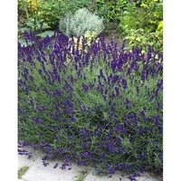 Lavandula Angustifolia Echter Lavendel Siesta Ca 9x9 cm Topf