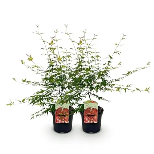 GreenboutiQ - Balkonpflanze - Japanischer Ahorn - Acer palmatum Pink Dwarf - Rosa - 1 Pflanze - Laubabwerfend - Topf 19cm Höhe 70cm
