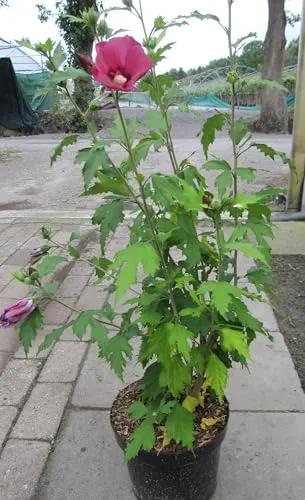 Garten-Eibisch Flower Tower Ruby - Hibiscus syriacus - 40-50cm