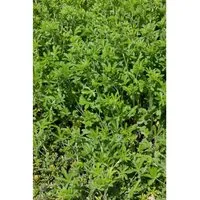 Potentilla Recta Aufrechte Fingerkraut Ca. 9x9 cm Topf