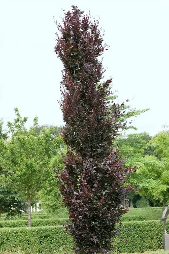Pflanzen für Dich Hecken Fagus sylvatica Rohanii – Rotbuche mit rotlaubigem Laub - Elegante, schnittverträgliche Hecke für halbschattige Standorte. Ideal für windgeschützte Gärten, robust und pflegeleicht. Lieferung als Topfpflanze (60-80 cm) für sofortigen Einsatz.