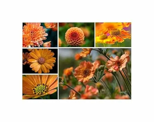qm - 2 m² Sommerblumenmischung Traumgarten Orange Töne Pflanzen - Samen F-S577 - Seeds & Plants Shop by Ipsa