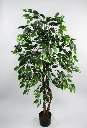 Seidenblumen Roß Kunstbaum Ficus Excotica 120cm - Kunstbäume: Elegante Birkenfeige in Grün-Creme, perfekt für eine pflegeleichte Raumgestaltung, aus hochwertigem Textilfasergewebe und Kunststoff.