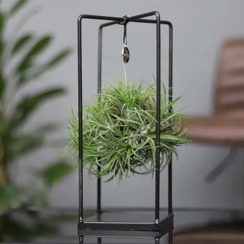 Tillandsia 'Magic Ball' in eckigem Metallgestell, 17cm Ø von Pflanzen-Kölle