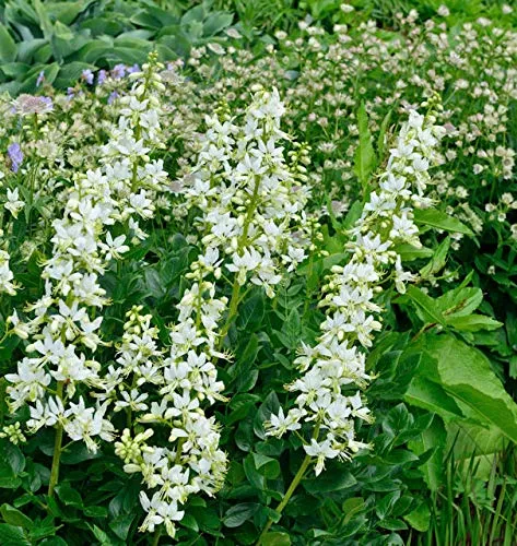 Brennender Busch Albiflorus