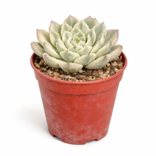 Exotenherz Echeveria 
