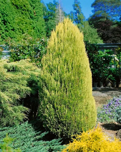 Pflanzen für Dich Konifere Chamaecyparis lawsoniana Erecta Aurea, 1 St., Gelbe Säulenzypresse, Lawsons Scheinzypresse, goldgelb, säulenförmig