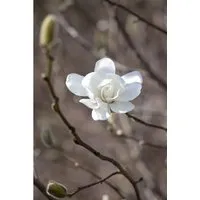 Magnolia loebneri Merrill - Loebner-Magnolie - Ziergehölz mit schneeweißen, duftenden Blüten im Frühjahr, ideal als Solitär oder in Gruppen für elegante Akzente im Garten.