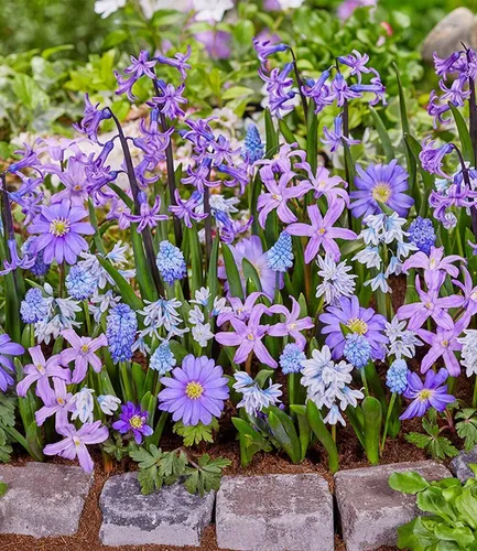 BALDUR Garten 25er Zwiebel-Mix 'Blaue Lagune', Zwiebeln, Zwiebelumfang 4-16 cm, prächtige Blüten im Garten, für Beet, Steingarten & Kübel, winterhart, mehrjährig & pflegeleicht