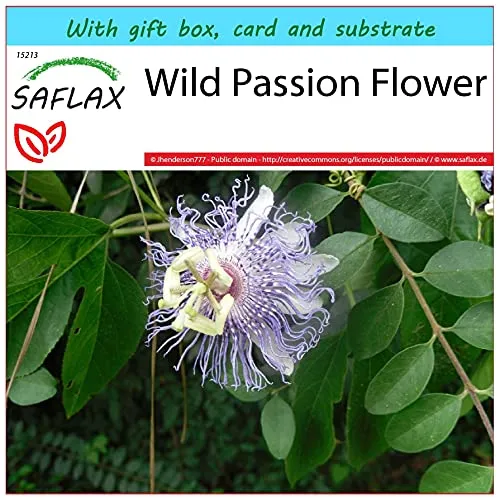SAFLAX - Geschenk Set - Heilpflanzen - Passionsblume - 5 Samen - Mit Geschenk- / Versandbox, Versandaufkleber, Geschenkkarte und Anzuchtsubstrat - Passiflora incarnata