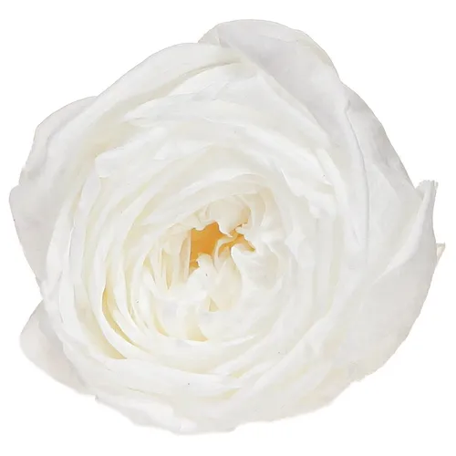 Infinity Rosen Weiß 6cm - 6 Stück konservierte Deko Rosenköpfe - Verleihen Sie Ihrem Zuhause mit unseren weißen Infinity Rosen in 6 cm Durchmesser zeitlose Eleganz. Ideal für Hochzeiten und festliche Anlässe, erfordern sie keine Pflege und bleiben stets schön.