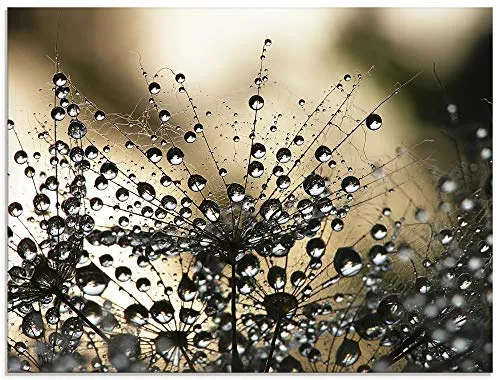 ARTland Wanddeko Glasbilder Wandbild Glas Bild einteilig 80x60 cm Querformat Natur Blumen Pflanzen Morgentau Löwenzahn Tropfen Wasser Moderne Kunst S5YR