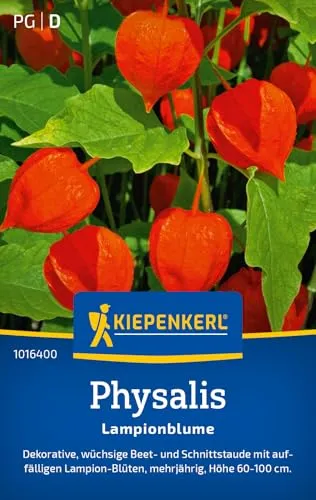 Kiepenkerl Physalissamen Lampionblume 1016400