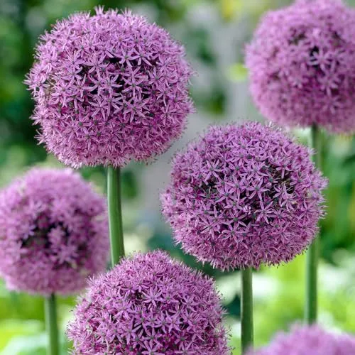 Allium Zwiebeln Winterhart Mehrjährig - Globemaster - 5 Blumenzwiebeln - Allium Giganteum Zwiebeln - Duftende Pflanzen aus Holland für Garten, Topf (große Knollen, kein Samen, nicht künstlich)