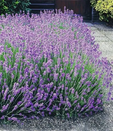 BALDUR Garten Blauer Lavendel - Winterharte Staude im 9x9 cm-Topf - Echter Lavendel, mehrjährig und trockenresistent. Ideal für sonnige bis halbschattige Standorte. Pflegeleicht und bienenfreundlich, blüht von Juli bis September.