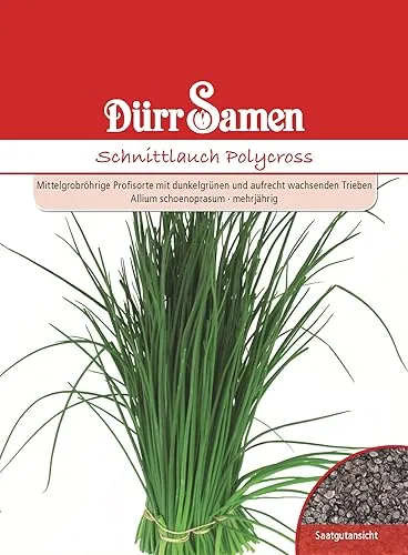 Schnittlauch Samen Polycross Schnittlauchsamen ca 100 Korn Küchenkräuter Kräutersamen Saatgut Balkon Garten Hochbeet Kübel Dürr Samen