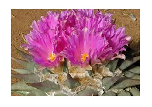 Stk - 5x Ariocarpus retusus subsp. confusus Kaktus Pflanzen - Samen B694 - Seeds & Plants Shop by Ipsa