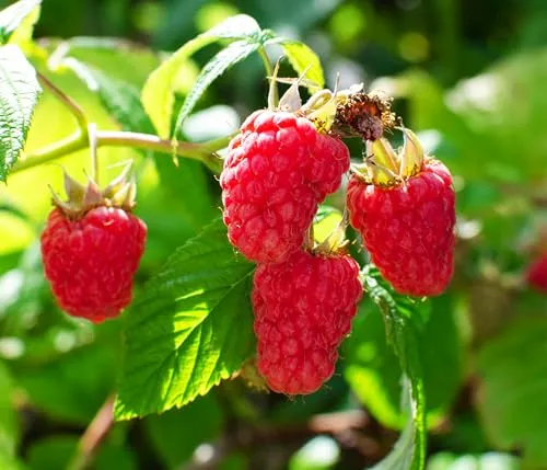 Dehner Bio Himbeere Heritage – Aromatische Früchte für den Garten - Pflegeleichter Himbeerstrauch mit einer Höhe von 30-50 cm (exkl. Topf) und einem Durchmesser von 13 cm. Ernte süßer, dunkler Beeren von August bis Oktober. Ideal für Gartenliebhaber, die frische Früchte genießen möchten.