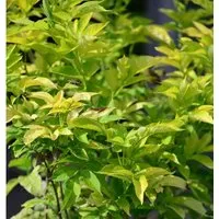 Produktbild Gelber Holunder 60-80cm - Sambucus canadensis