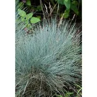 Festuca Cinerea Silberreiher Blauschwingelgras Ca. 9x9 cm Topf