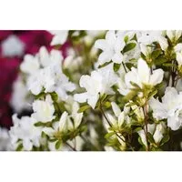 Rhododendron Obtusum Feenkissen Rosa Blüten 20–25 cm