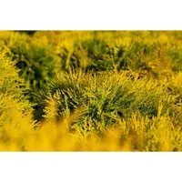 Thuja occidentalis 'Amber Glow' 20-25 cm