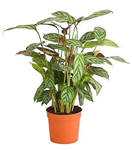 Dehner Korbmarante Compactstar, Calathea, farbiges Laub, 35-45 cm, Ø Topf 12 cm, Zimmerpflanze