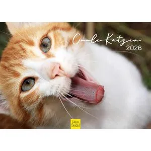 Edition-Seidel Bildkalender Coole Katzen 2026, Motiv: Katzen, Spiralkalender, A3