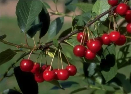 Morina, Sauerkirsche, moniliaresistent, Buschbaum (kleinbleibend), 120-150cm im 10L Topf