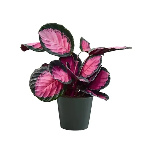 Green Me Up Set Calathea Rose Crimson im 13 bis 15 cm Topf, Zimmerpflanze 25 bis 30 cm mit rosa Blattmuster, Keramiktopf Tara 16 cm als Dekoset für Akzente auf Fensterbank oder Regal, Tierfreundlich