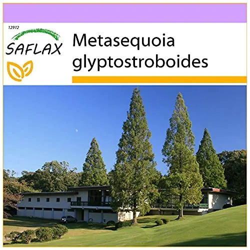 SAFLAX - Urwelt - Mammutbaum - 60 Samen - Metasequoia glyptostroboides