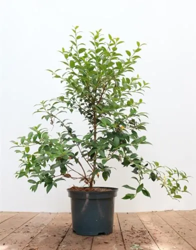 Produktbild Osmanthus burkwoodii 30-40 cm