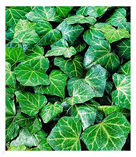 BALDUR Garten Winterharte Efeu Pflanze 'Baltica', 3 Pflanzen Bodendecker und Kletterpflanze, bienenfreundlich und schmetterlingsfreundlich, pflegeleicht, Wasserbedarf gering, Hedera Helix