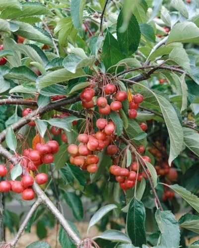 Malus 'Red Juvel' - Zierapfel mit roten Früchten - Obstsamen & -pflanzen, ideal für kleine Gärten, bienenfreundlich und winterhart bis -20 °C, bringt Farbe und Leben in jeden Garten.
