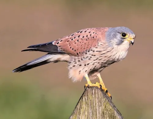 3D Magnet Falke für Kühlschrank Tafel Whiteboard Haftmagnet