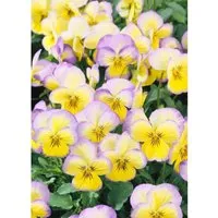 Viola Cornuta Hornveilchen Etain Ca 9x9 cm Topf