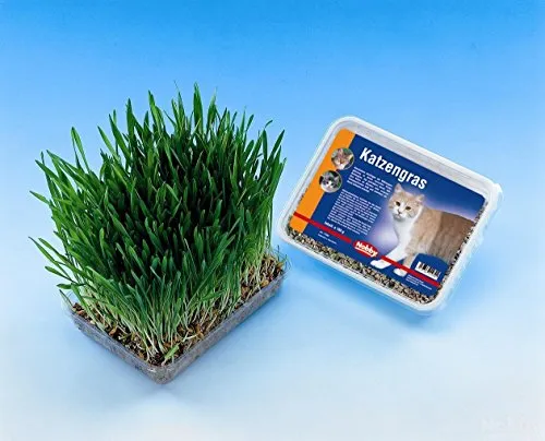 Produktbild Nobby 71900 Katzengras