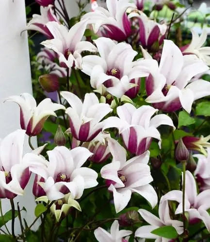BALDUR Garten Tulpen-Clematis 'Princess Kate®' - Bienenfreundliche Blütenpracht - Blumen & Pflanzen: Pflegeleichte, winterharte Clematis mit hunderten Blüten und langer Blühzeit von Juni bis September, ideal für Sonne bis Halbschatten.