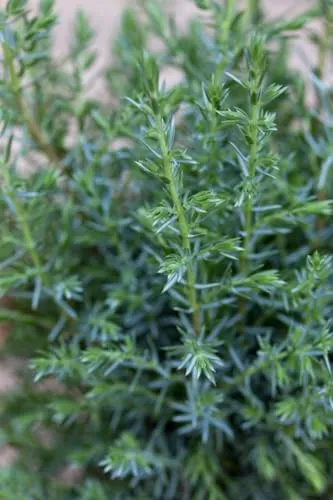 Juniperus communis 'Sentinel' - Säulen-Wacholder, immergrün, 1 St. - Ziergehölze - Immergrüner Säulen-Wacholder mit eleganter Wuchsform, ideal für pflegeleichte Gärten und kältere Klimazonen.