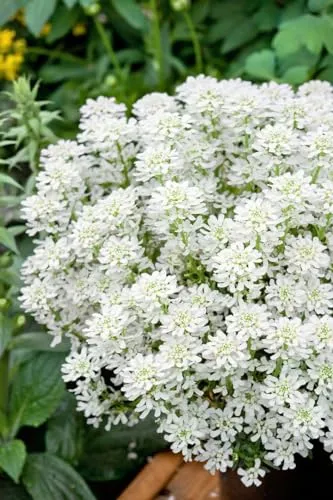 Iberis sempervirens 'Weißer Zwerg' – Winterharter Bodendecker mit weißen Blüten - Immergrüne Schleifenblume im 9x9 cm Topf, ideal für Beet und Steingarten. Pflegeleicht und robust, bietet eine reiche Blüte und dekorativen Wuchs. Perfekt für Vorgärten und Kübel, unterdrückt Unkraut.