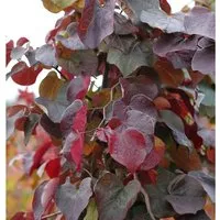 Produktbild Hochstamm Kanadischer Judasbaum Merlot 100-125cm