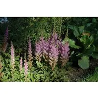 Astilbe Chin.var.taquetii Superba Prachtspiere Ca. 9x9 cm Topf